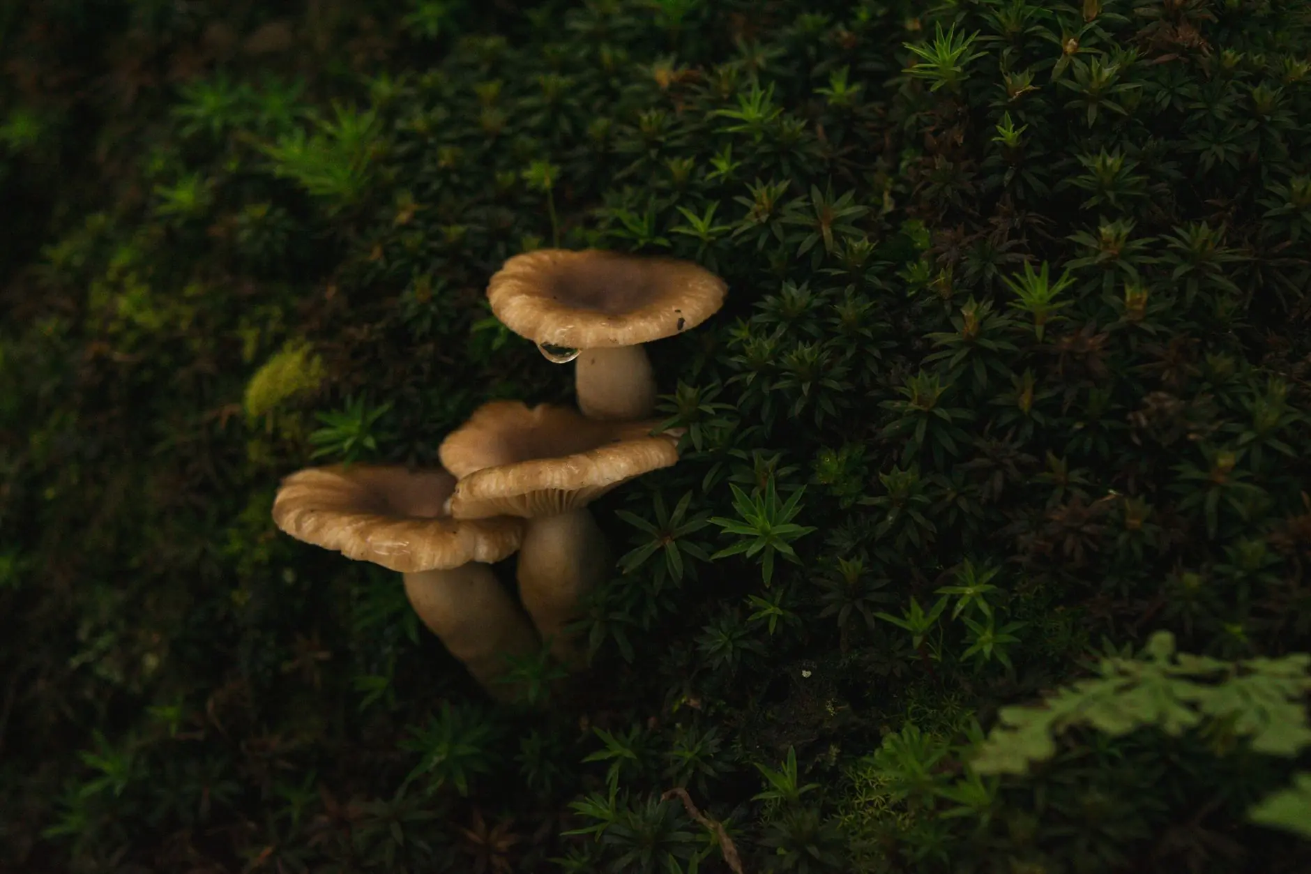 地感线圈与出入口控制机联动方案：提升停车场通行效率的技术路径
